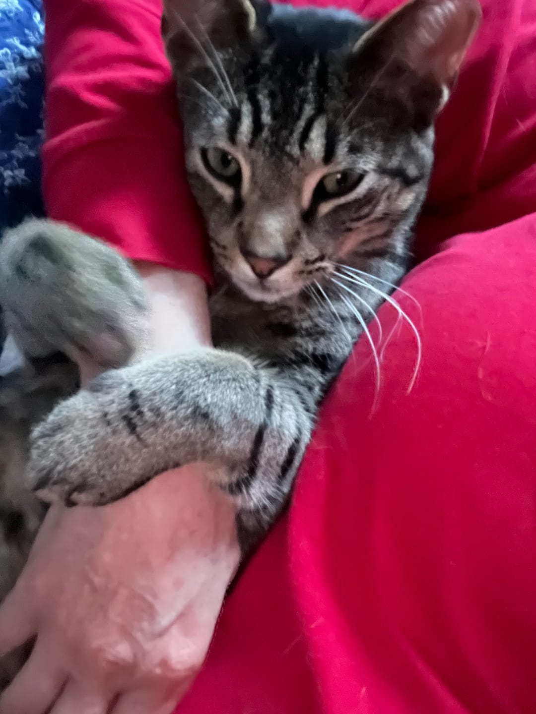 Customer photo review of Cat Itchy Skin & Healthy Coat Remedy
