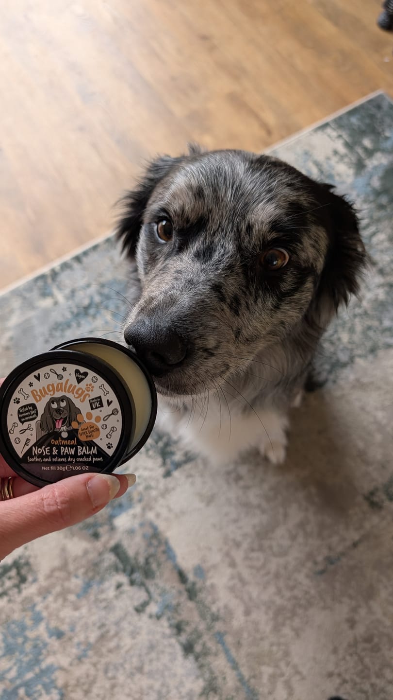 Customer photo review of Oatmeal Nose & Paw Balm Pot for Dogs
