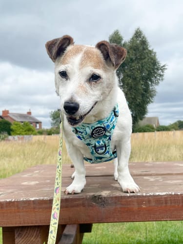 Customer photo review of Tough Trails™ Harness - Dinky Dino