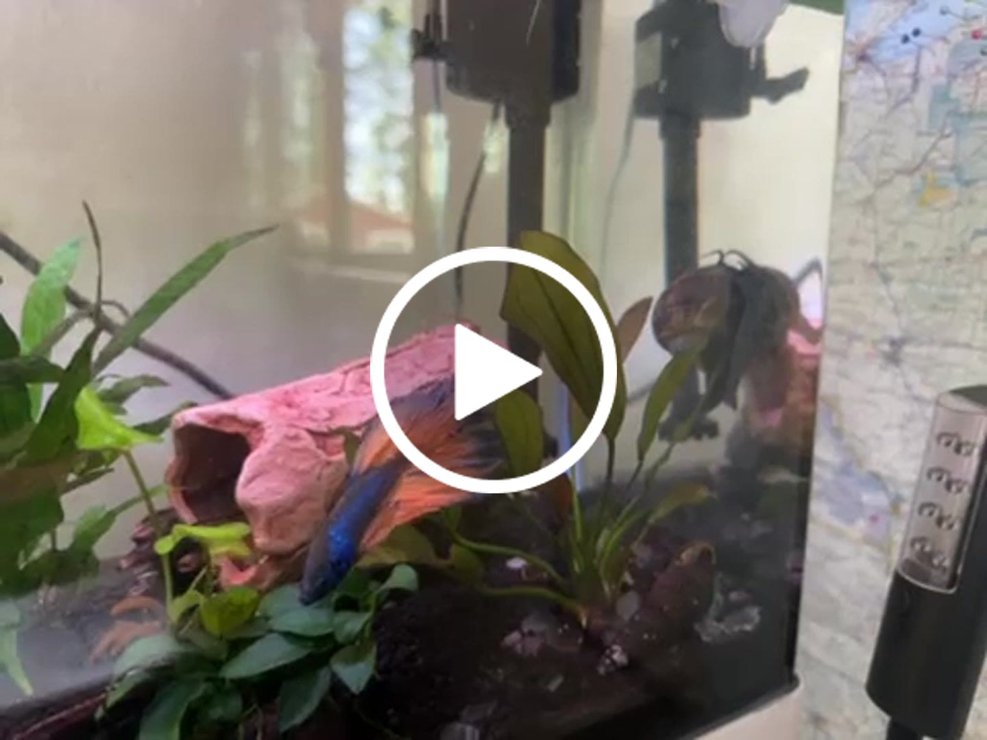 Customer video review of Mustard Gas Blue Halfmoon Male Betta Fish