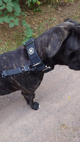 Ela L. review of 5cm Combat Billowthane® Collar | Waterproof - Platinum image 1 out of 1