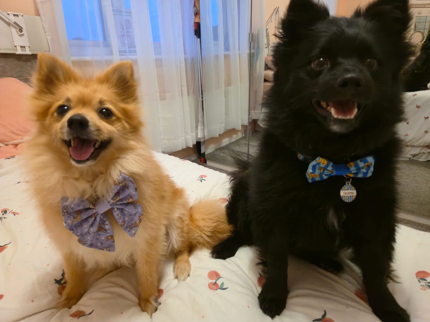 Customer photo review of Disney© Collar - Bambi + Friends Lilac