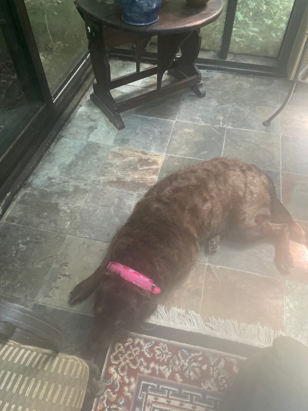 Customer photo review of Metal-Buckle Tactical K9 Dog Collar With Hook & Loop Panel & Top Handle