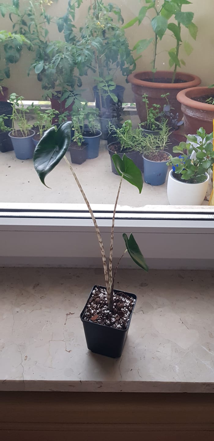 Customer photo review of ALOCASIA ZEBRINA