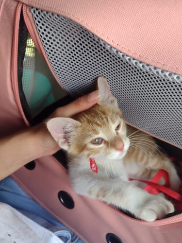 Customer photo review of CT9498 1 Pieza De Transportadora Para Mascota