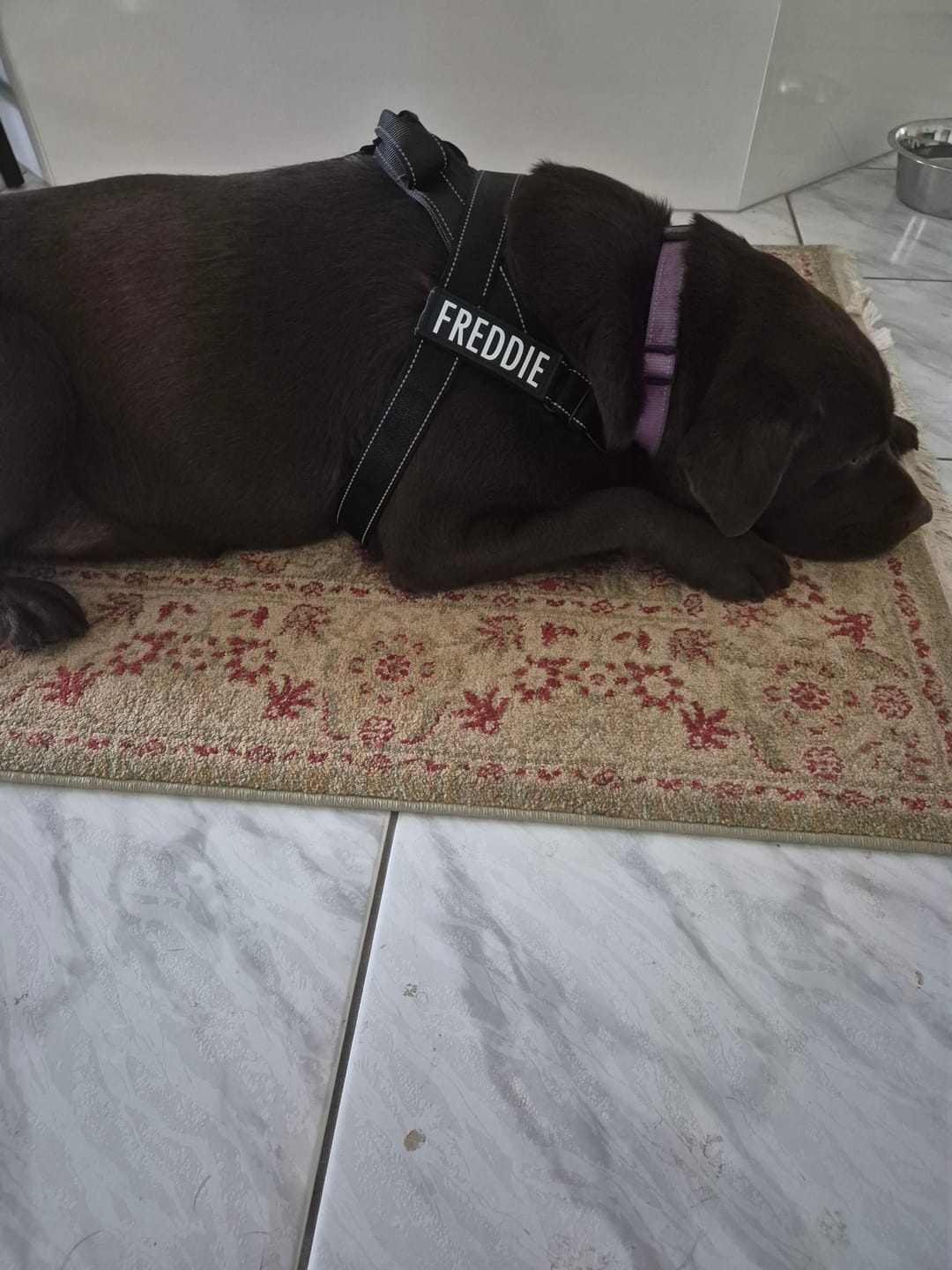 Customer photo review of No Pull Harness & Leash Set