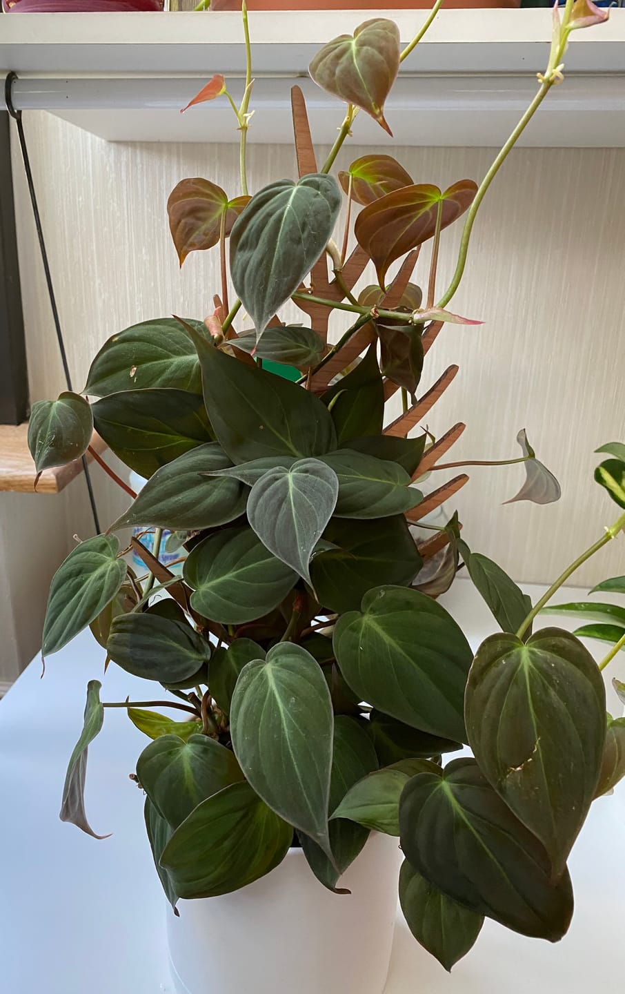 Customer photo review of Palmella - Plant trellis inspired by the Palm Leaf