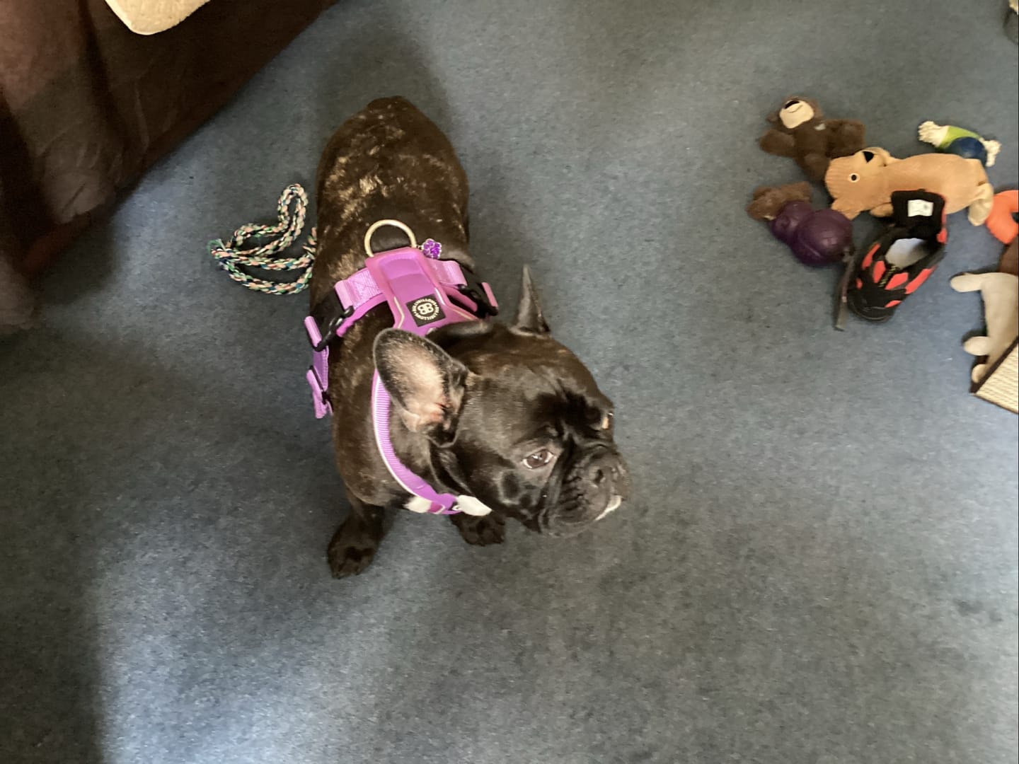 Customer photo review of Slip on Harness | Foam Padded - Purple
