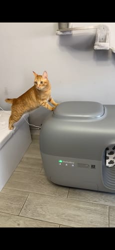 Customer photo review of Self-Cleaning Litter Box