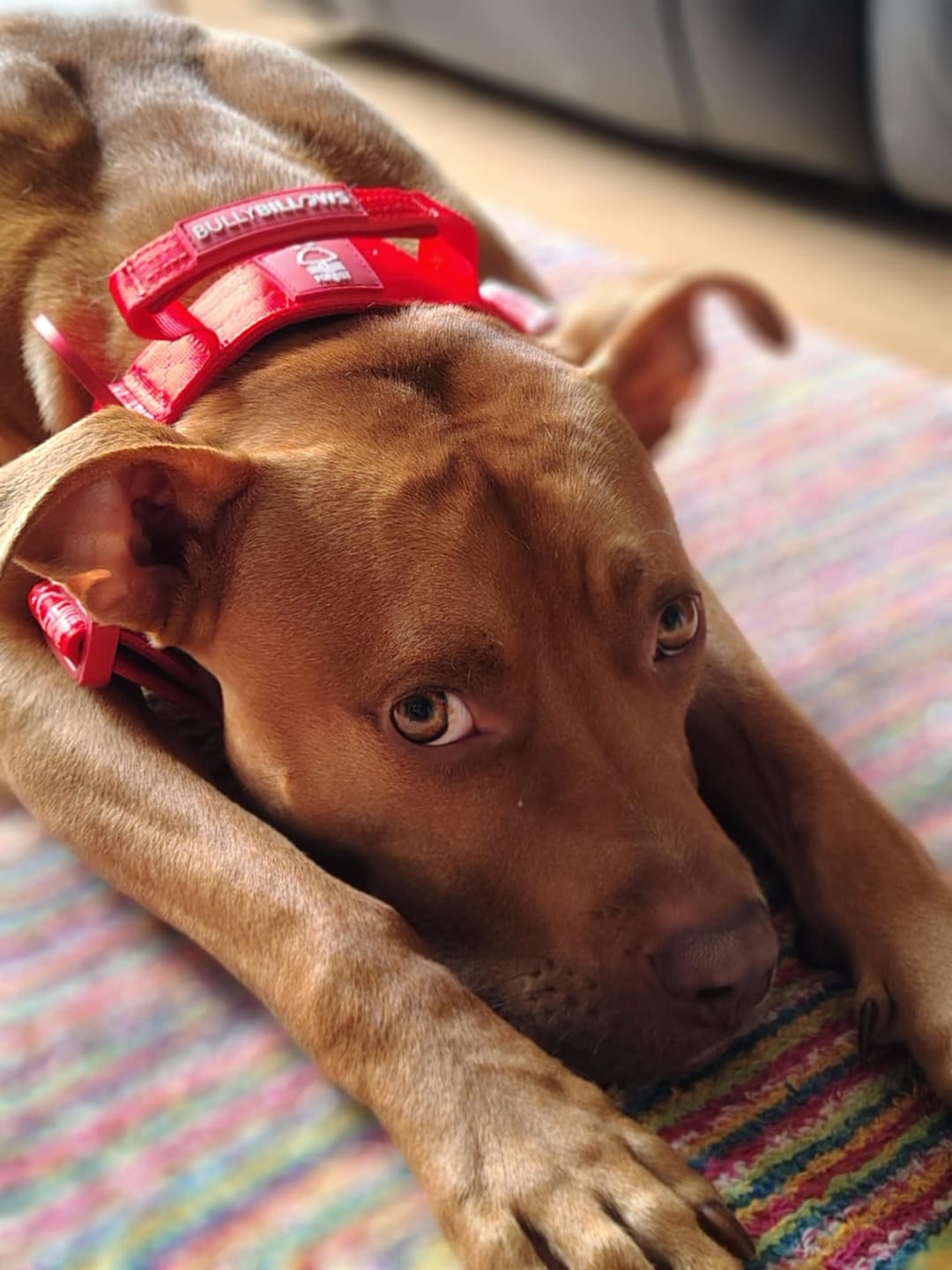 Customer photo review of 4cm LIGHTER Combat® Collar | Handle Rated Clip - Nottingham Forest