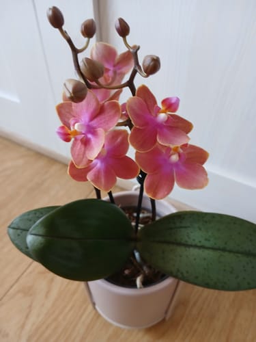 Customer photo review of Duftorchidee Table Dance Dusty Belle mit orange-roten Blüten und 2 Rispen