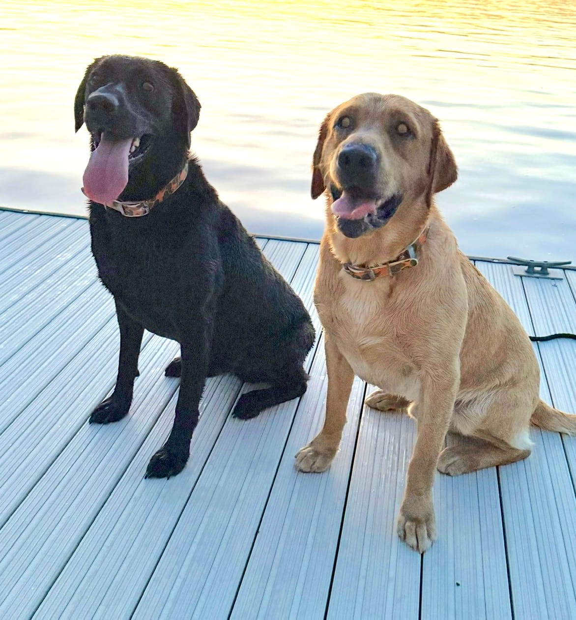 Customer photo review of CP - Orange Brigadier Camo Dog Collar