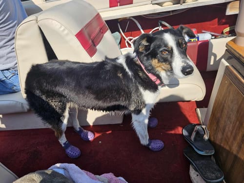 Customer photo review of WagWellies® Mojave