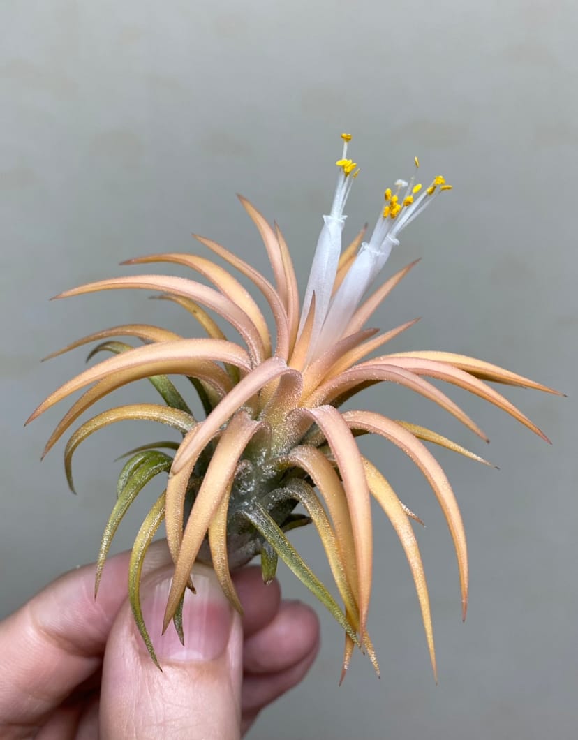 Customer photo review of Ionantha Peach