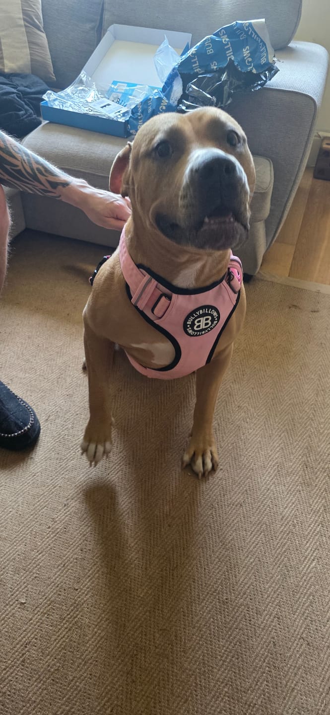 Customer photo review of Comfort Premium Harness | Non Restrictive - Blue