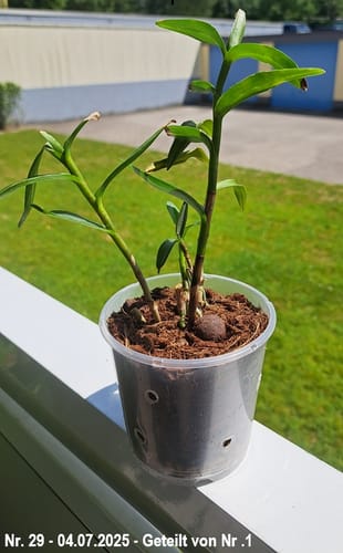 Customer photo review of Übertopf in Weiß (9cm Töpfe)