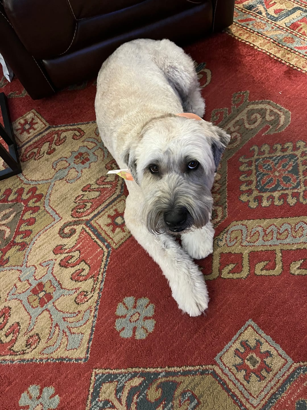 Customer photo review of iHeartDogs Allergy & Itch Relief Chews for Dogs with Salmon Oil, Quercetin, Colostrum, Antioxidants and Probiotics — 90 Count