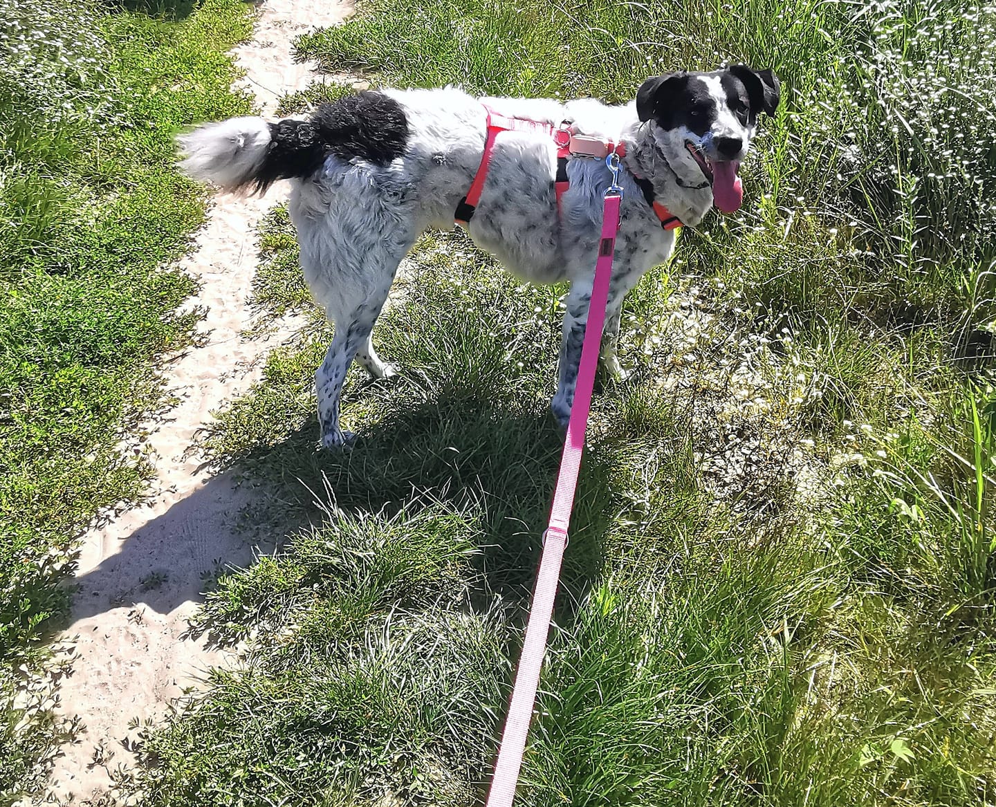 Customer photo review of Comfort Sicherheitsgeschirr, Panikgeschirr