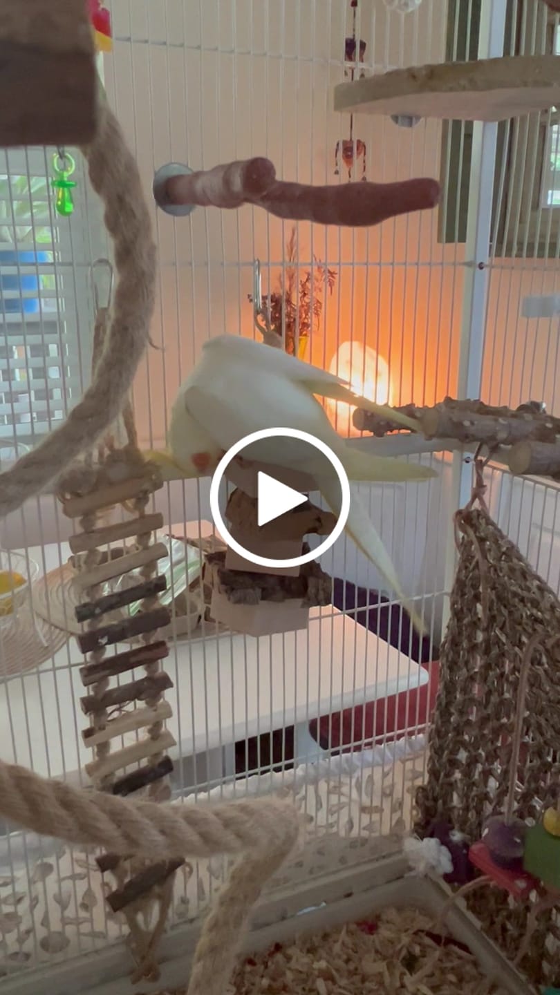 Customer video review of Balsa & Cork Stack by Cheep Thrills Bird Toys