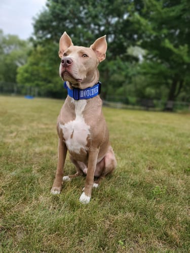 Customer photo review of 2" Tactik Dog Collar - Cobalt