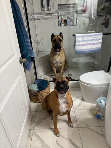 Customer photo review of 12" Mega Monster Bully Stick