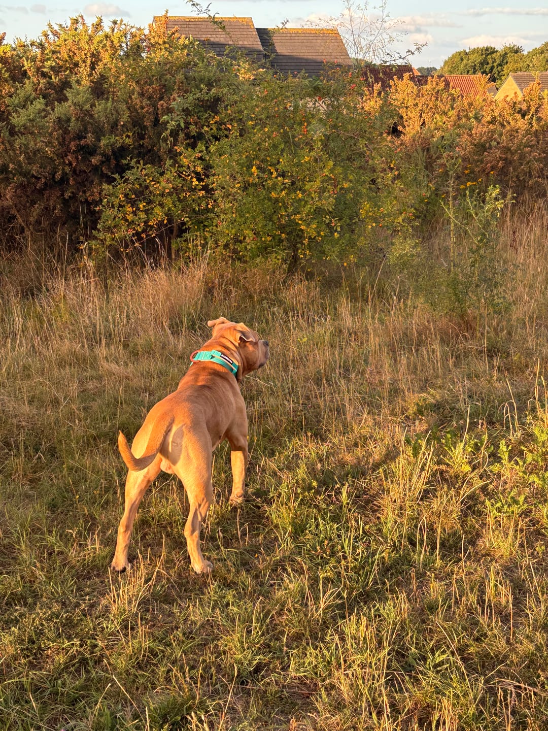 Customer photo review of 4cm LIGHTER Combat® Collar | Handle Rated Clip - Turquoise & Orange