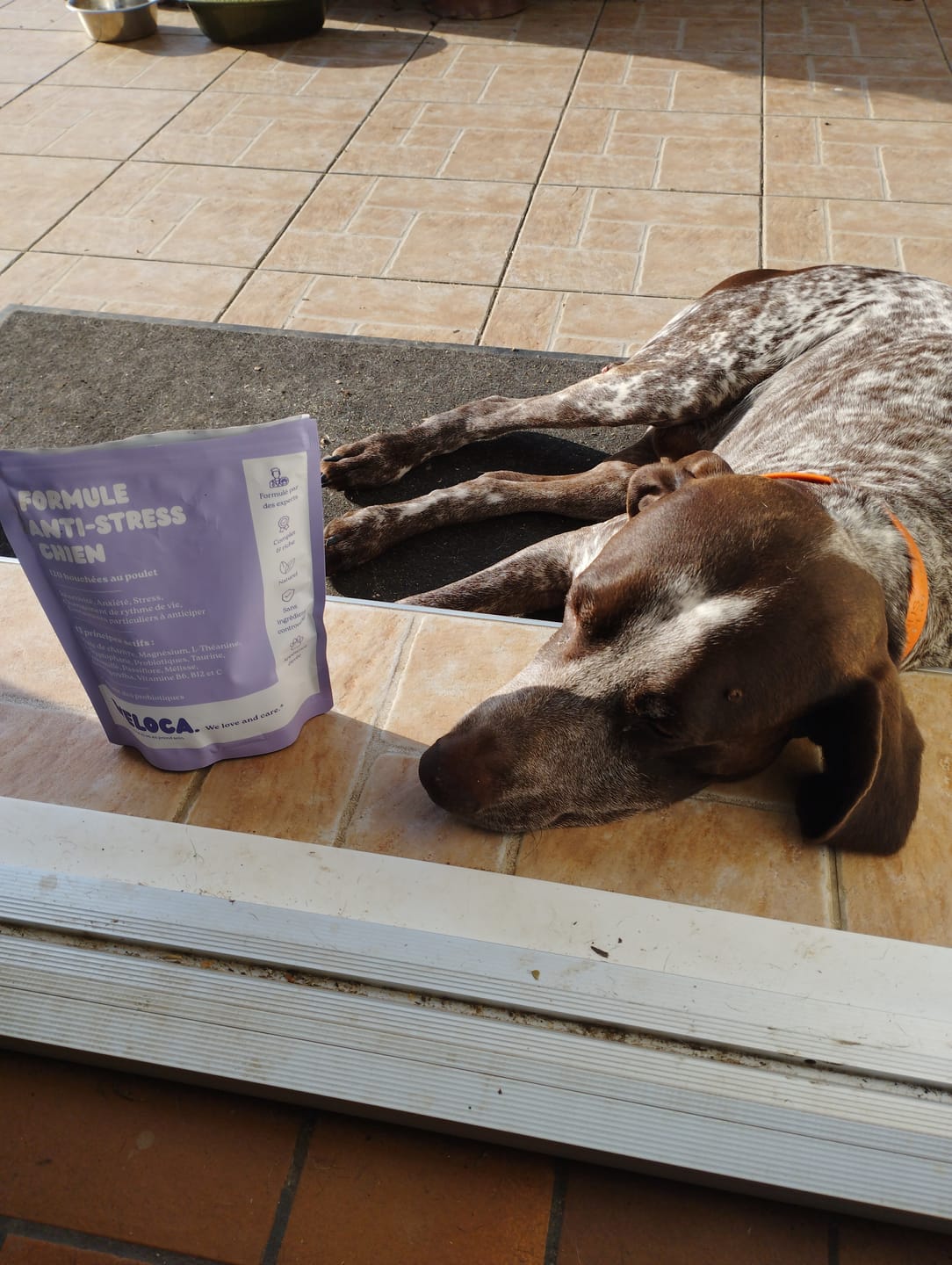 Customer photo review of Complément anti-stress  | Chien