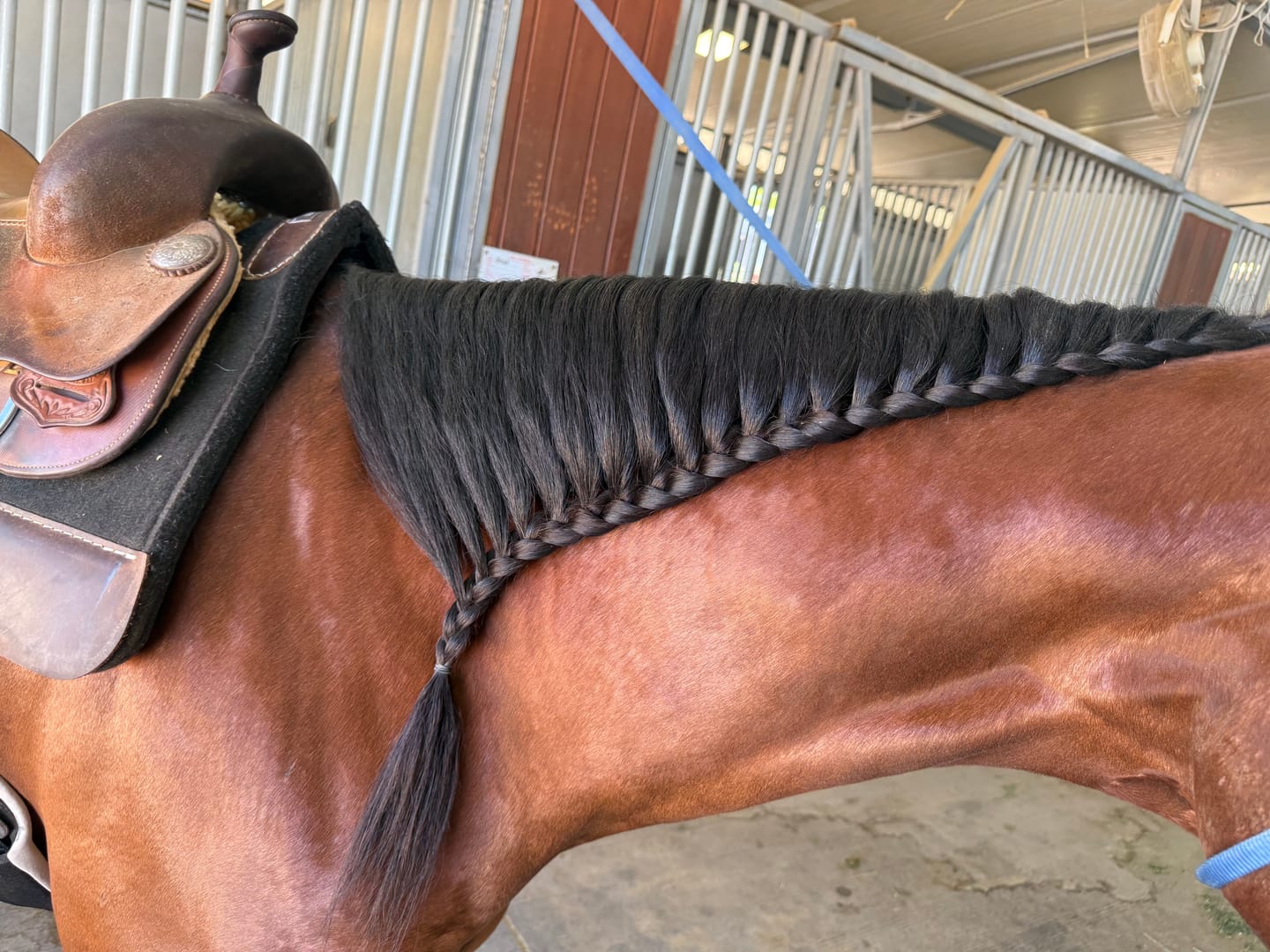 Customer photo review of Shine Equine 3" Sticker