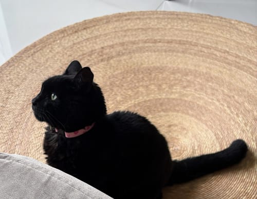 Customer photo review of Collar personalizado para Mascota: Corazones