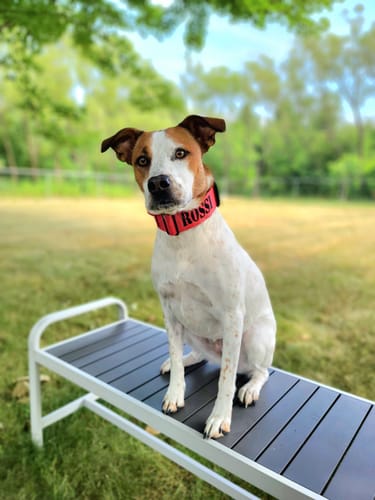 Customer photo review of 2" Tactik Dog Collar - Apple