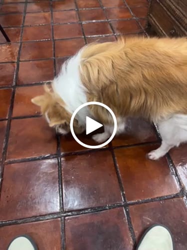 Video de Luis Homero P.