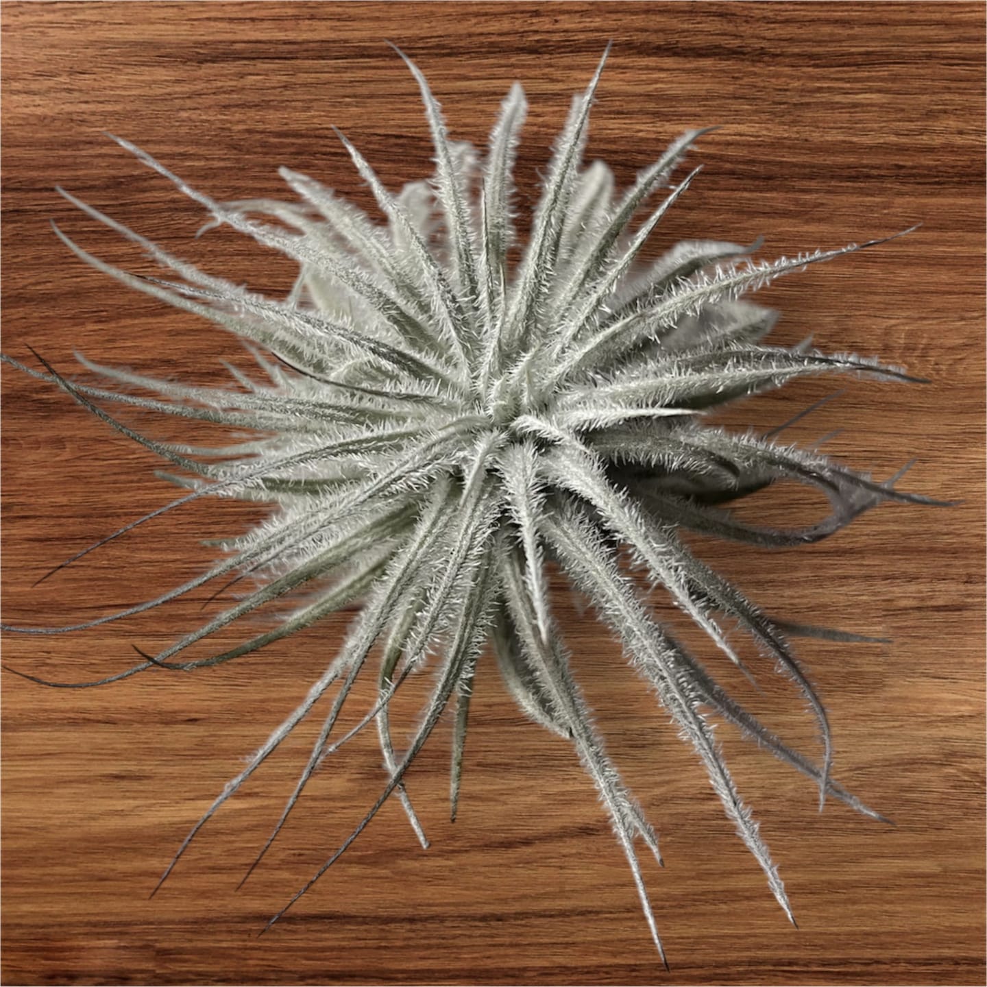 Customer photo review of Tectorum Ecuador  (AKA Snowball)