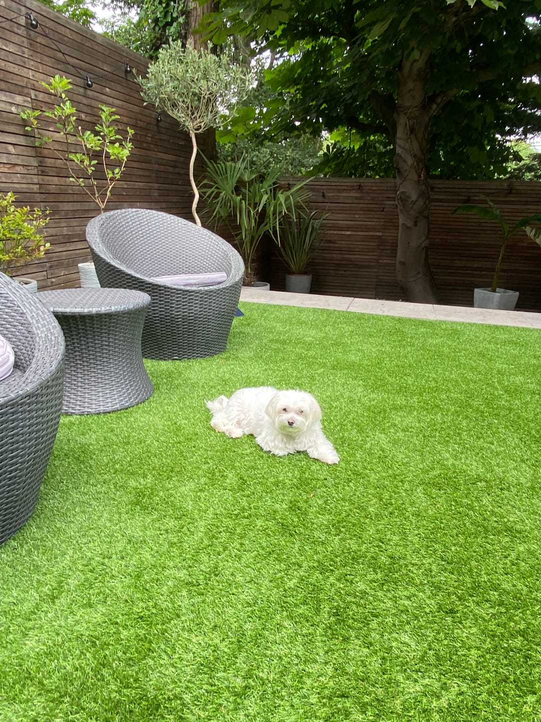 Customer photo review of Artificial Grass Cleaner in Fresh Cut Grass Fragrance