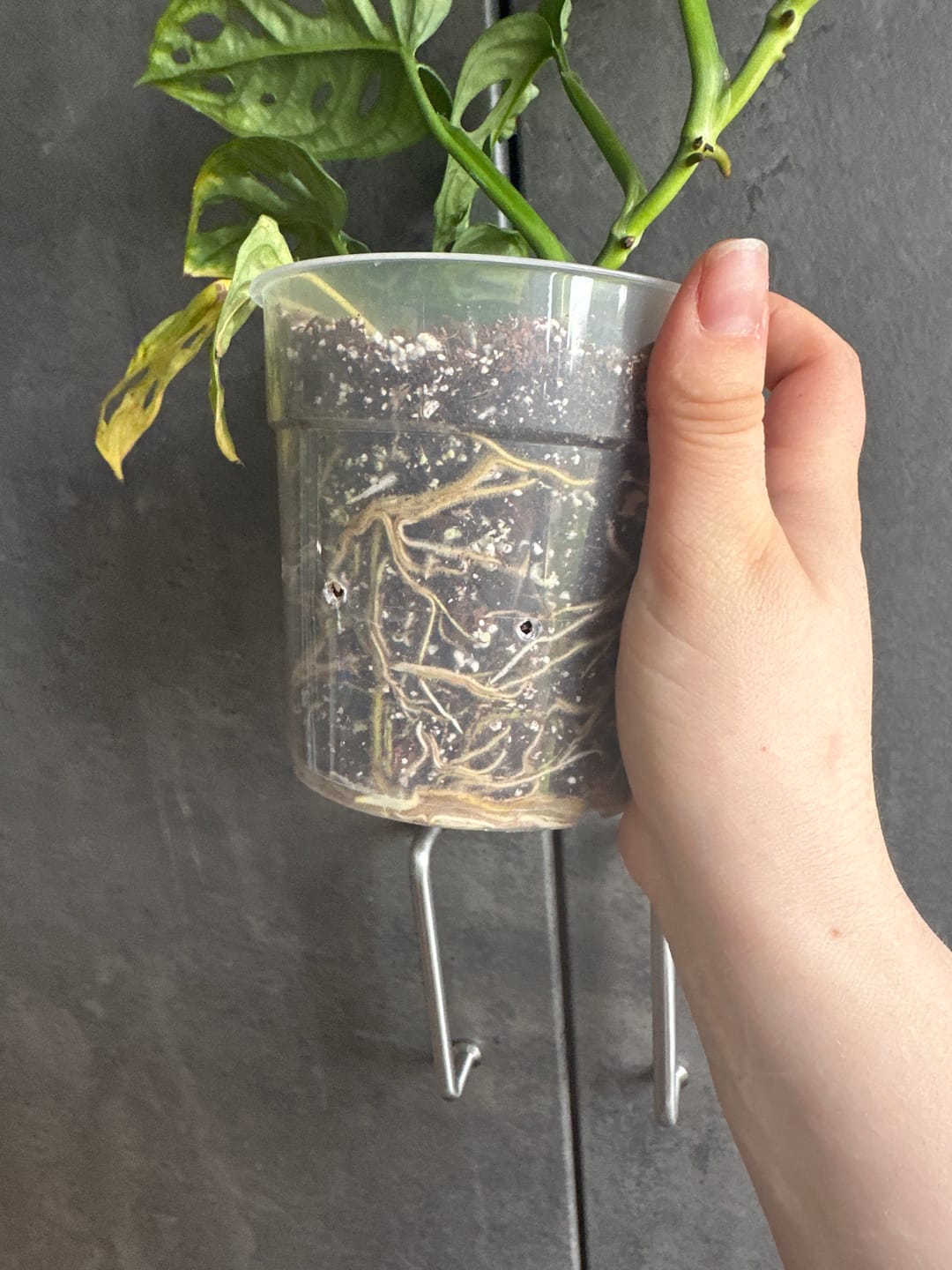 Customer photo review of SUBSTRAT - MISCHUNG ZIMMERPFLANZEN