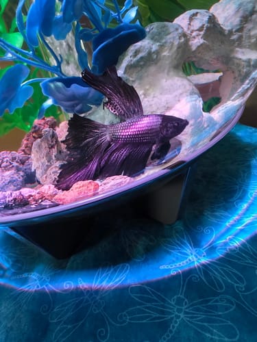 Customer photo review of Black Copper Halfmoon Male Betta Fish