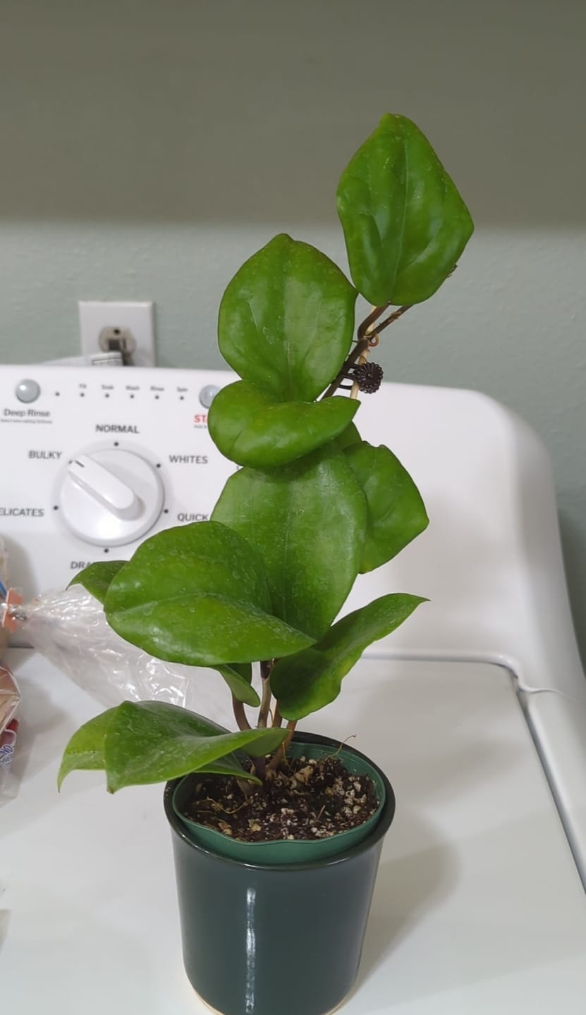 Customer photo review of Hoya surigaoensis