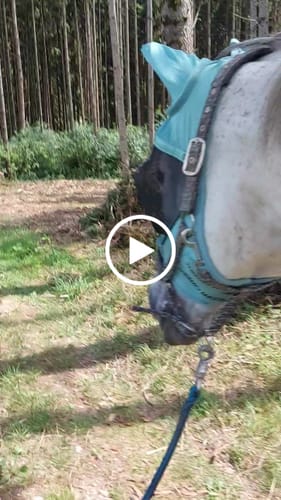 Customer video review of Strotonin Horse Support