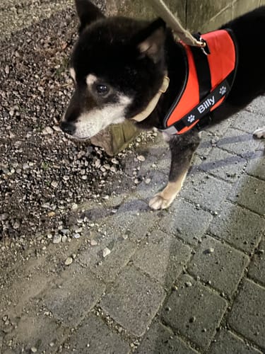 Customer photo review of FunFunPet 高機能ハーネス（お名前タグ作成サービス付き）