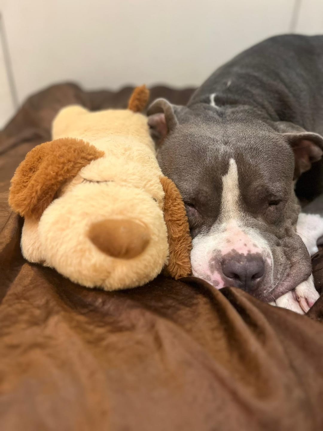 Customer photo review of Peluche Antiestrés para Mascotas