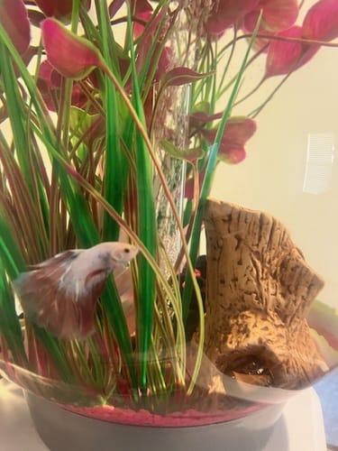 Customer photo review of Pink Halfmoon Male Betta Fish | You Pick Fish | Order Directly From Farm