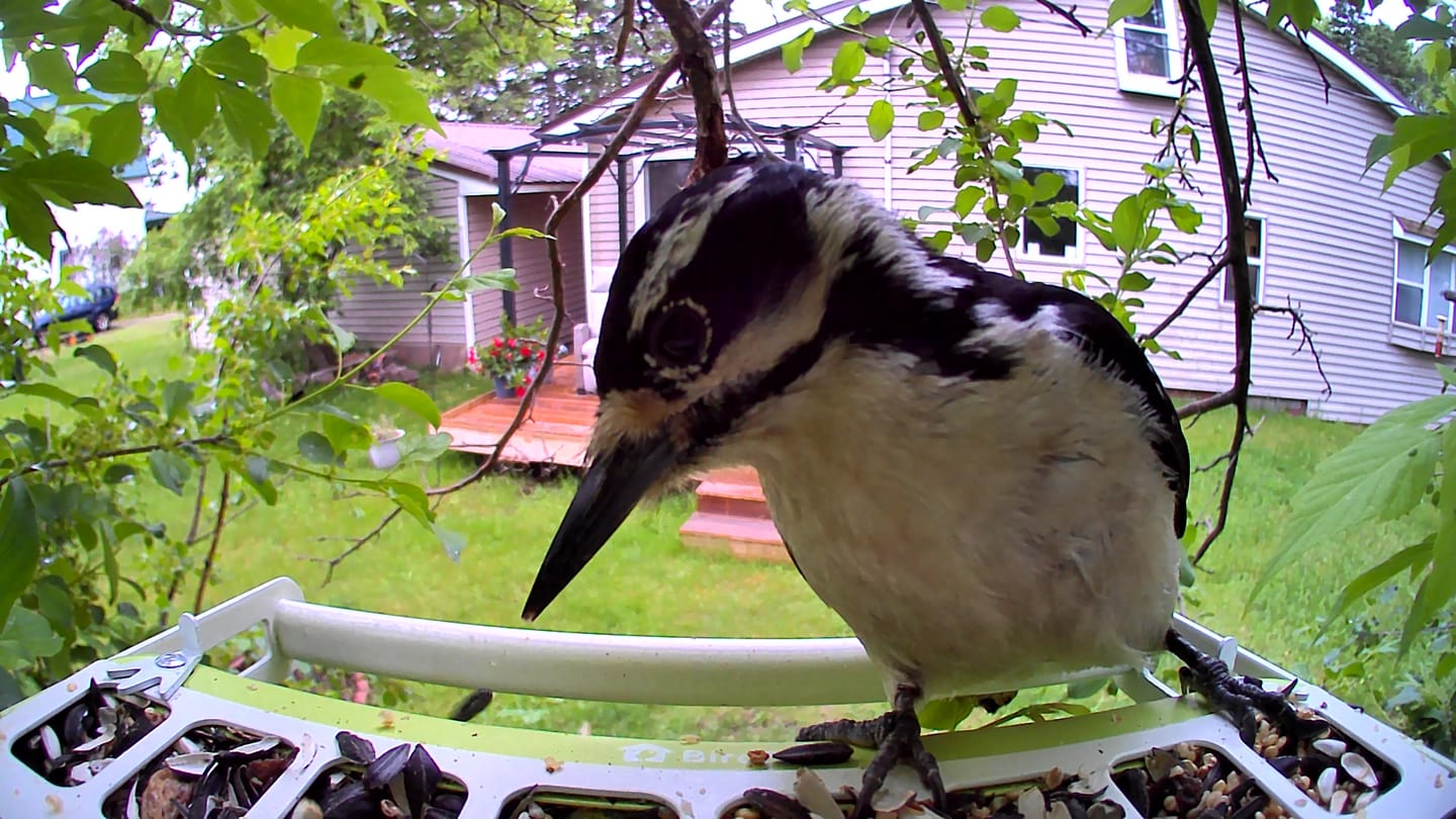 Customer photo review of Birdfy Feeder Metal - Smart Metal Feeder with Camera