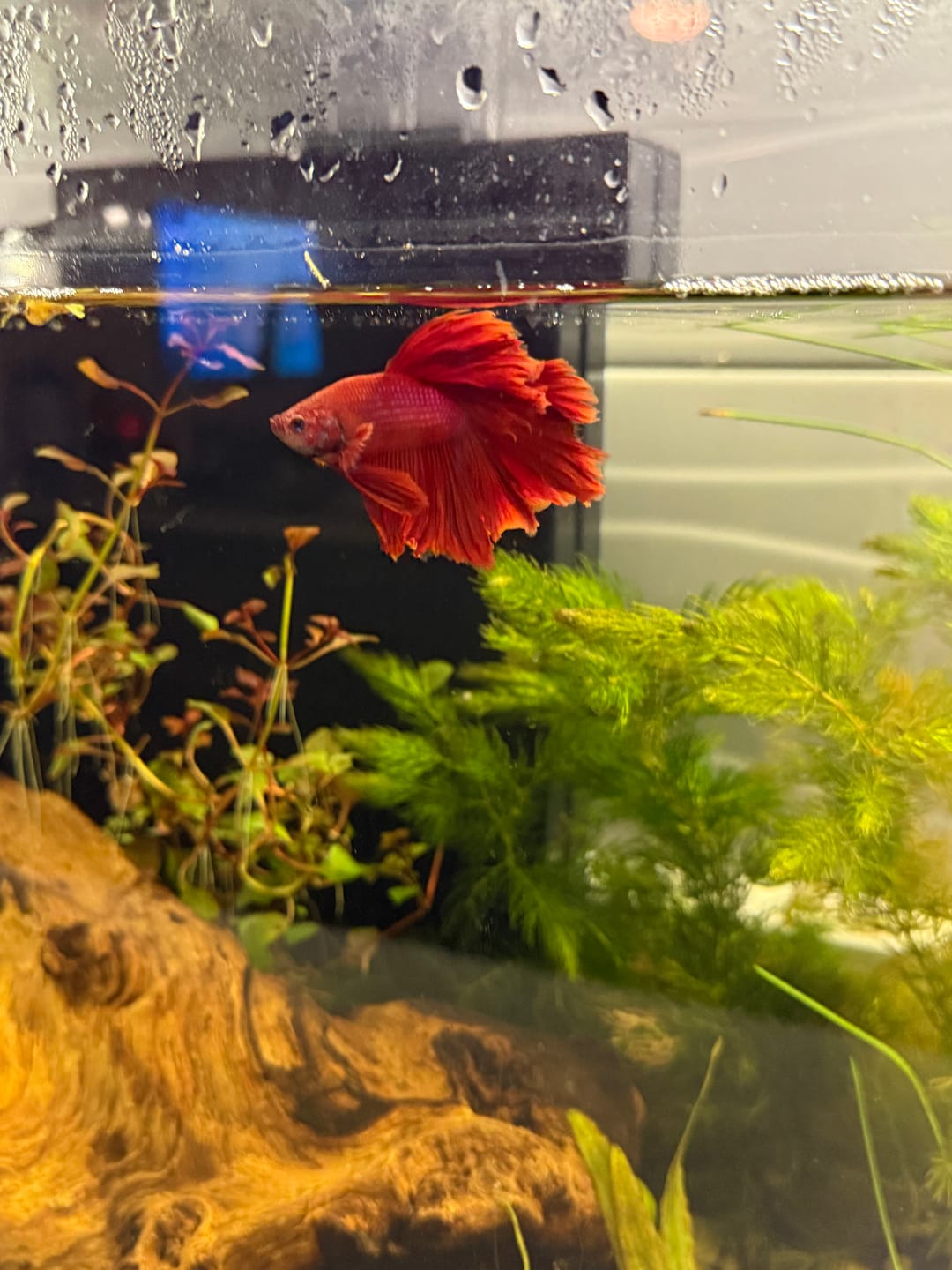 Customer photo review of Super Red Halfmoon Male Betta Fish
