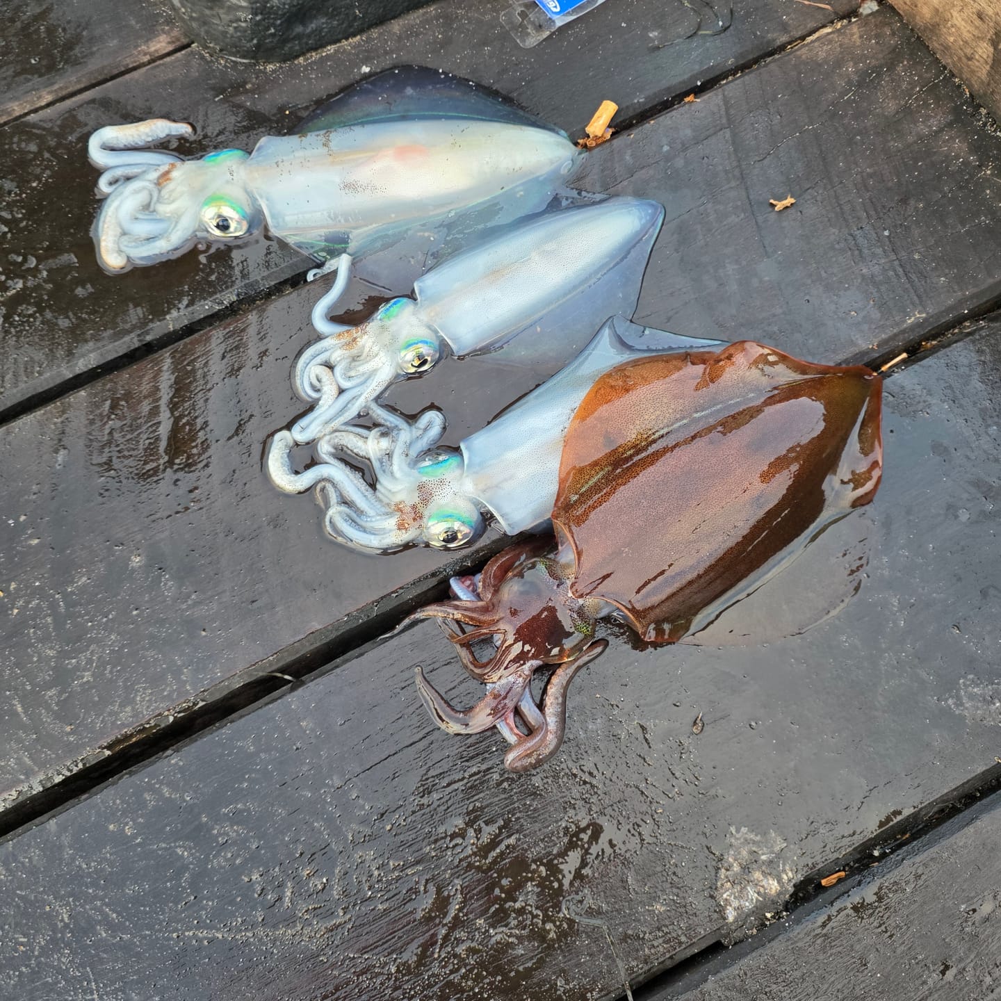 Customer photo review of Ember Unicorn Squid Jig (Slow Sinking)