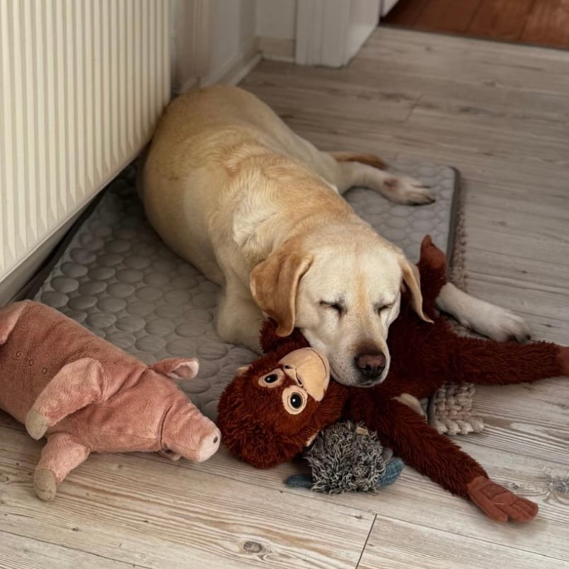 Customer photo review of Coolino Kühlmatte