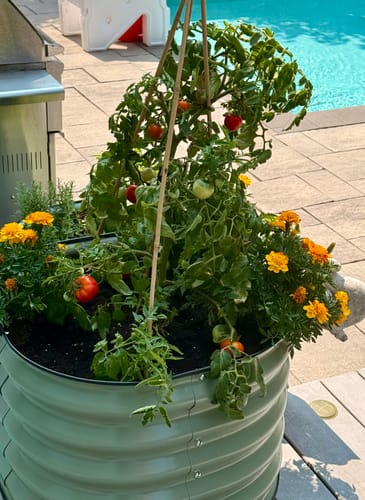 Customer photo review of 17" Tall Rolling Planter