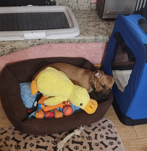 Customer photo review of Duck™ - Il Pupazzo Indistruttibile