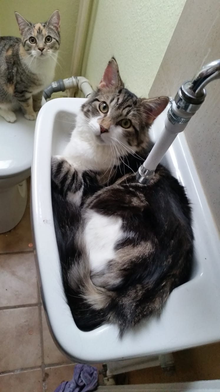 Customer photo review of Katzen Gesundheits Ratgeber von Majescats