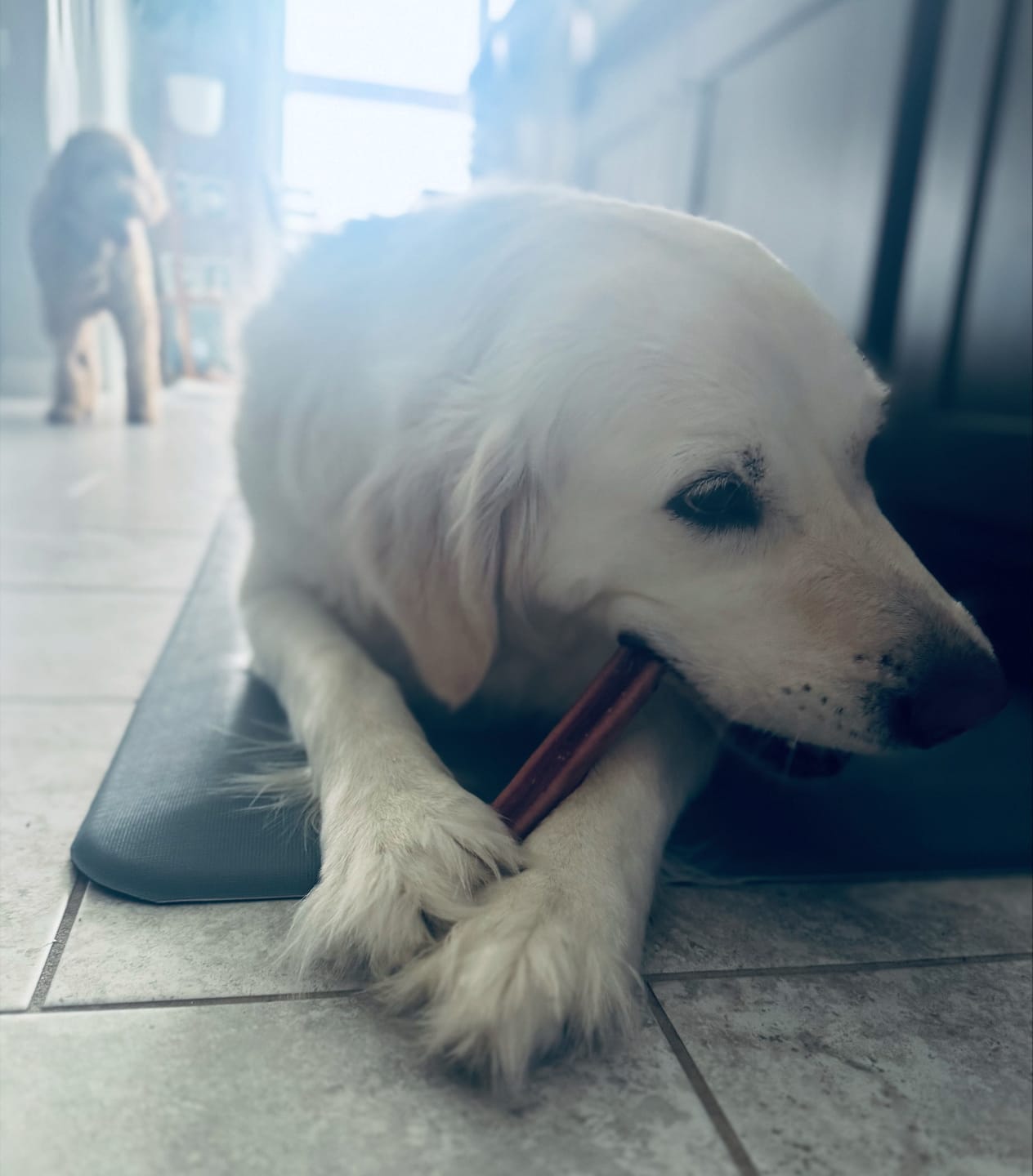 Customer photo review of 6 Inch Power Bully Sticks
