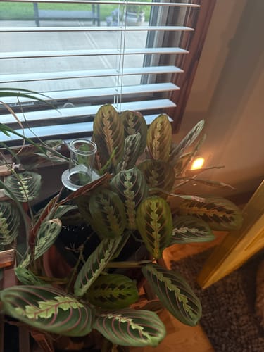 undefined review of Plant Food image 1 out of 1