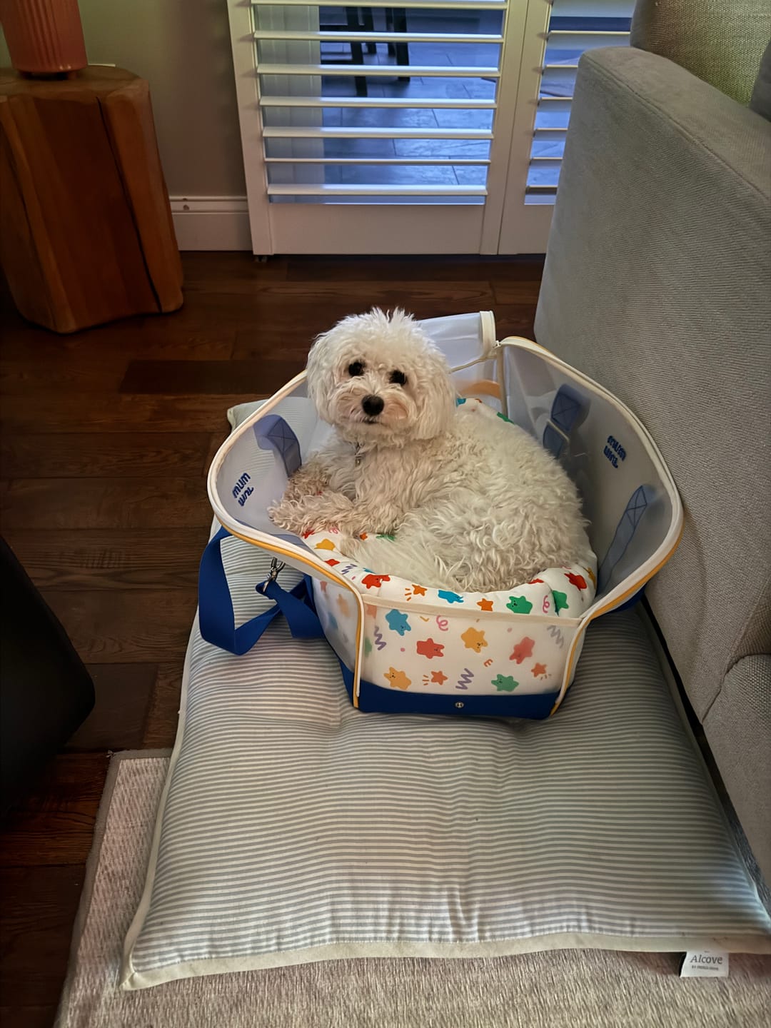 Customer photo review of Windy Pet Carrier (4 colors)